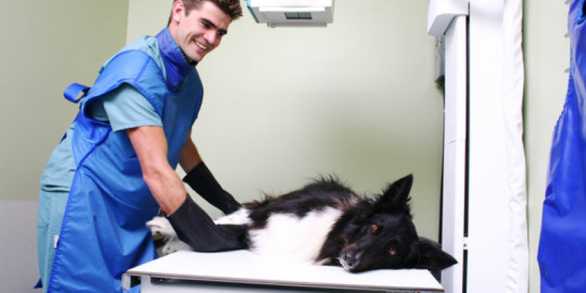 Importance of regular wellness exams