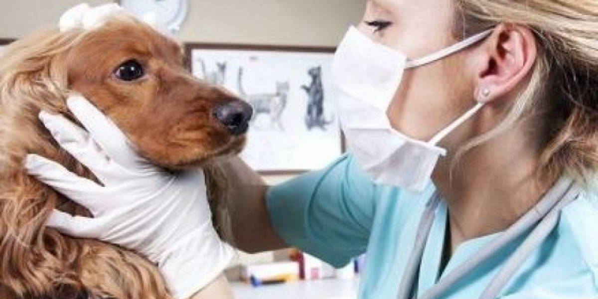 Dog Allergy Testing: How Much Does It Cost & Is It Worth It?